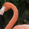 Flamingoporträt