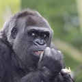 Fressender Gorilla
