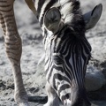 Trinkendes Zebra