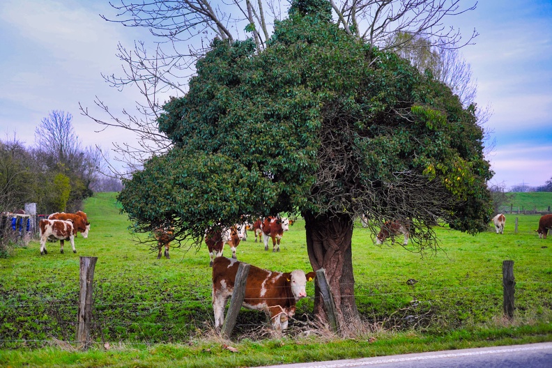 Kuh unterm Baum