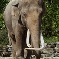 Elefantenbulle Radza