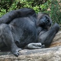 Entspanntes Gorillaweibchen
