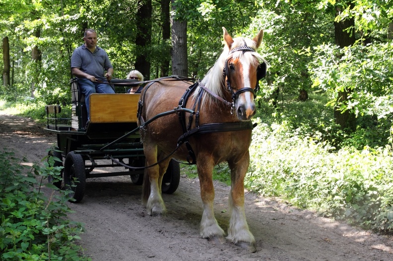 Kutschfahrt am Niederrhein