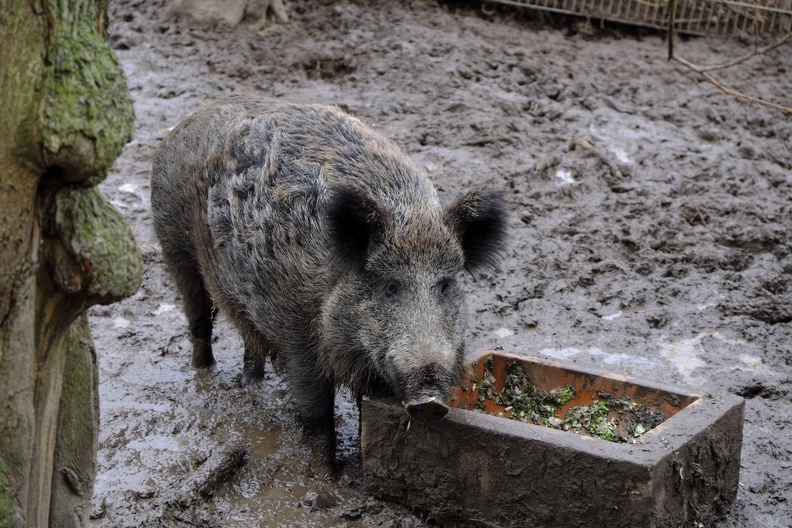 Wildschwein in seinem Element