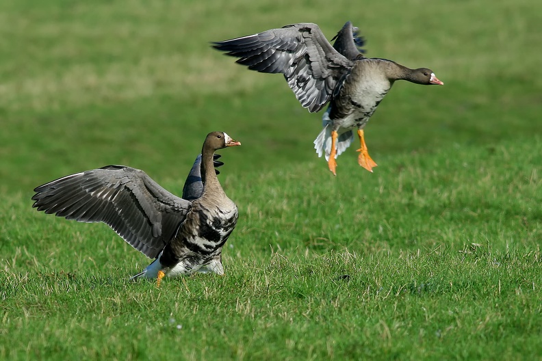 Landende Bläßgänse