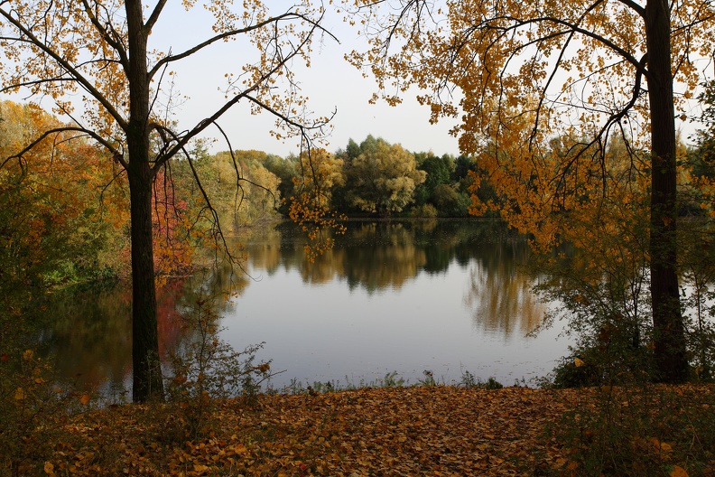 Altrheinarm der Bislicher Insel. In diesem Naturschutzgebiet trifft man meist 15 verschiedene Vogelarten an. altrheinarm_7984.jpg