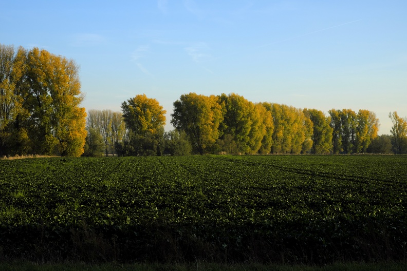 Baumreihe im Herbst