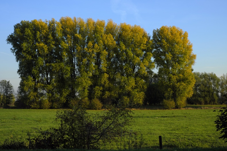 Baumreihe im Herbst