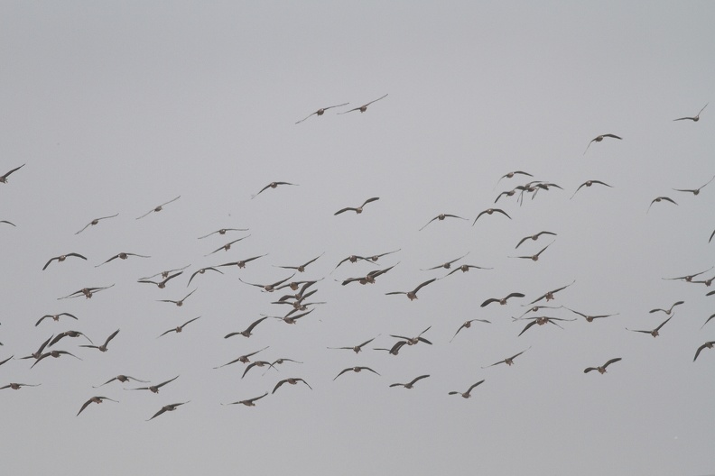 Die Gänse kommen