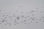 Die Gänse kommen