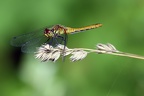 Grosslibelle