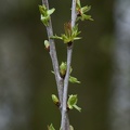 Knospen