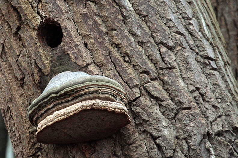 pilz_bislich_01.jpg