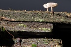 Bislicher Insel