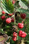 Brombeeren