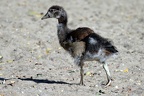 Junge Nilgans
