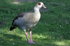 Nilgans