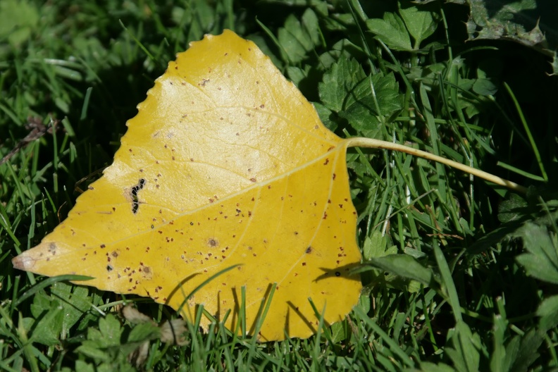 Herbstlaub