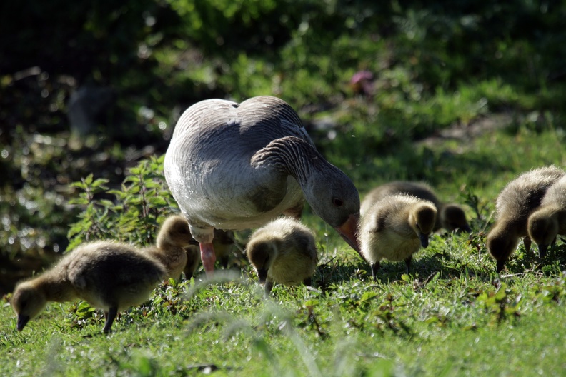 Graugansfamilie