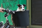 Hundetransport