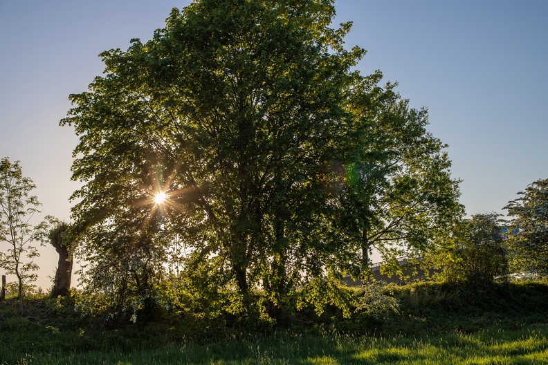 baum_gegenlicht_1112.jpg