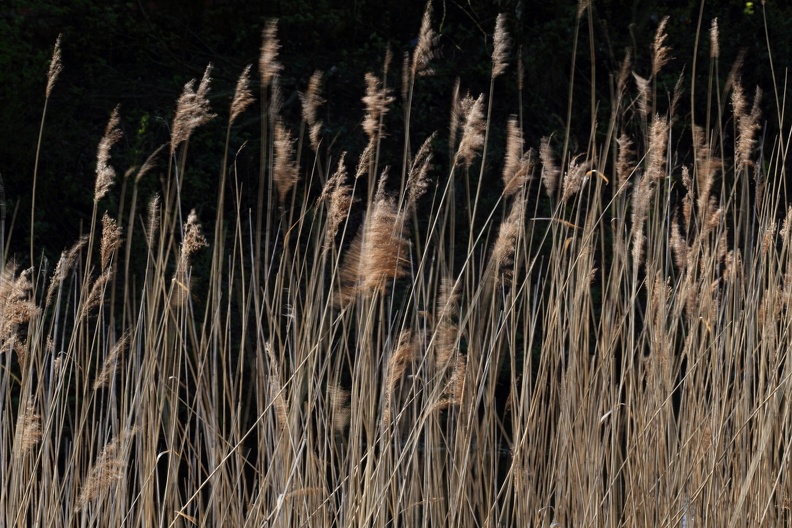 Schilfrohr im Wind