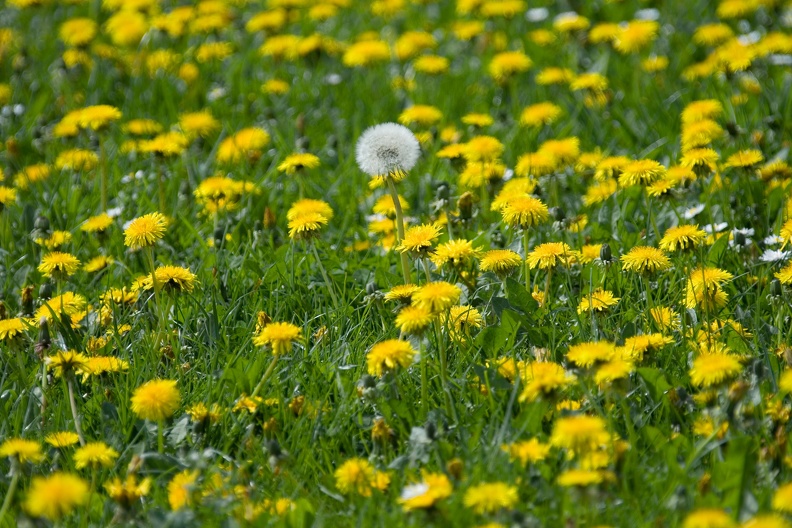 Pusteblume