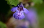 Blüte Gundelrebe