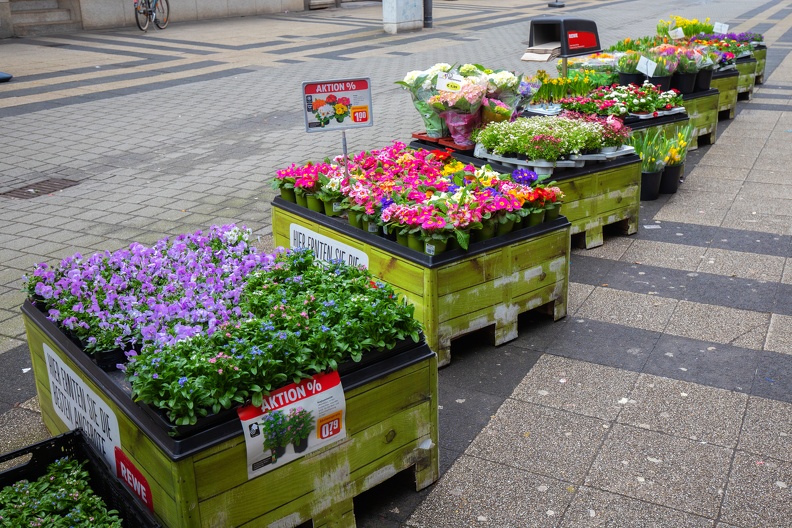 blumen_fischerstrasse_0121.jpg