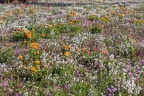 Blumenwiese Innenhafen