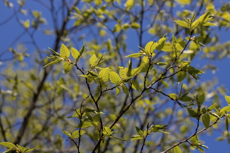 Buchenblätter