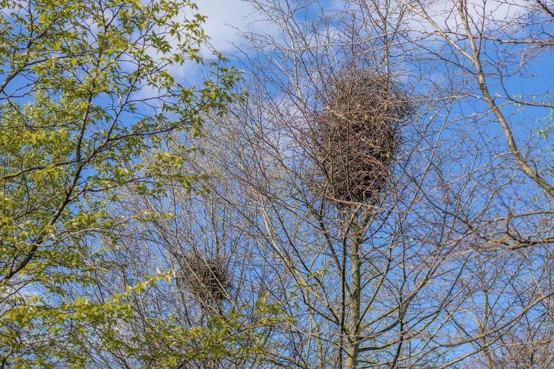 Im gesamten Rheinpark Hochfeld haben Elstern mehrere Nester gebaut,teilweise wird schon im Januar mit dem Nestbau begonnen elsternest_0475.jpg