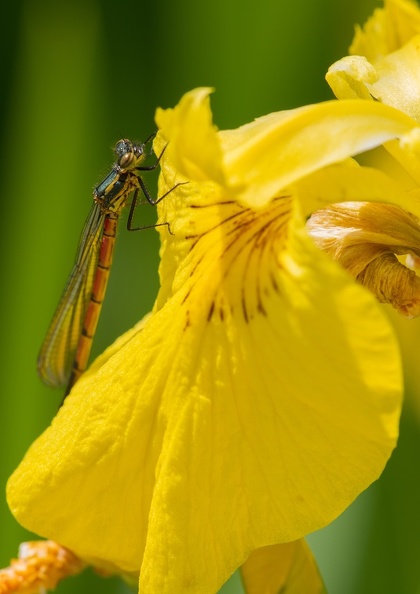 Die Flugzeit der adulten Tiere reicht von April bis August. Damit ist die Frühe Adonislibelle eine der ersten Libellenarten, die im Frühling in Mitteleuropa beobachtet werden können. fruehe_adonislibelle_1243.jpg