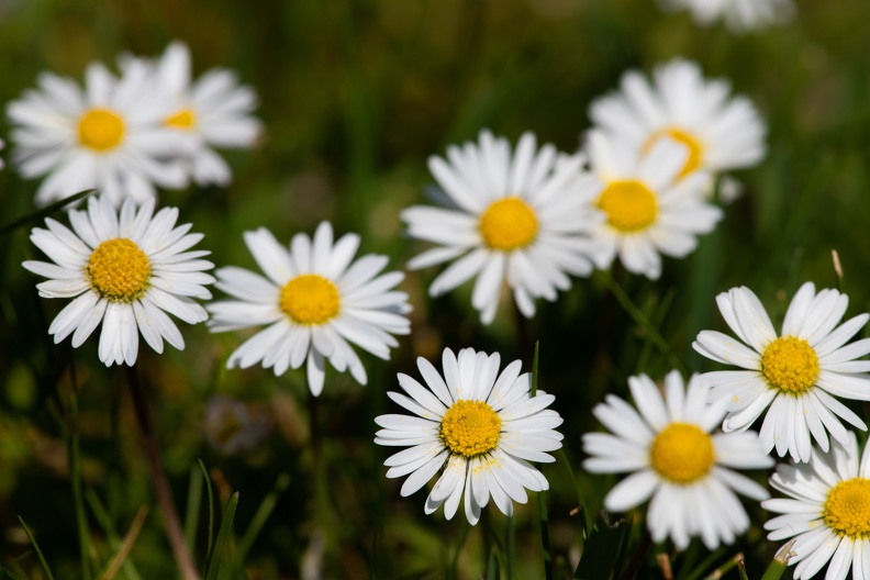 Gänseblümchen