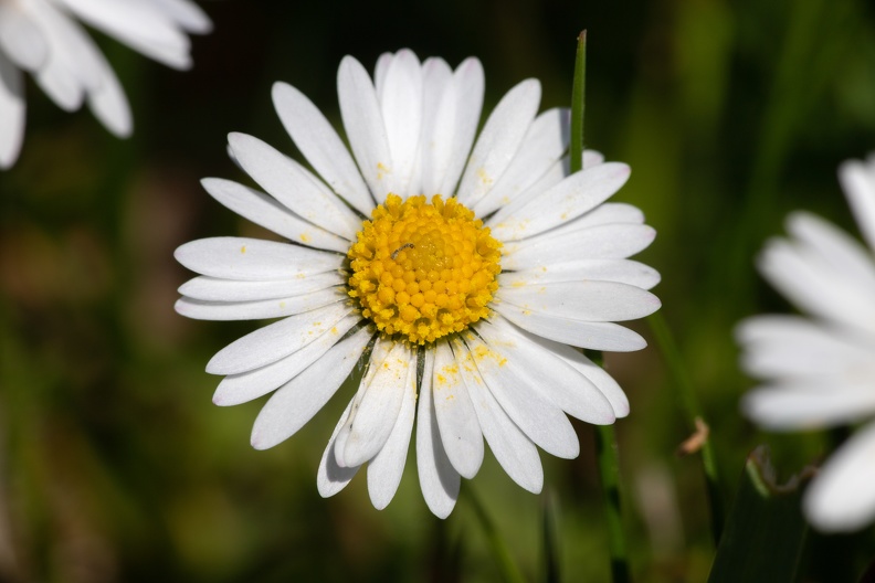 Blühendes Gänseblümchen