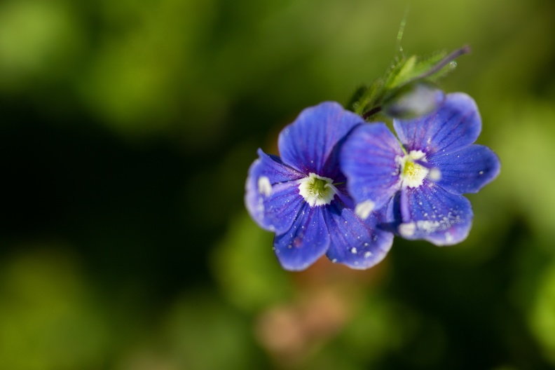 Blüte Gamander-Ehrenpreis