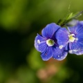 Blüte Gamander-Ehrenpreis