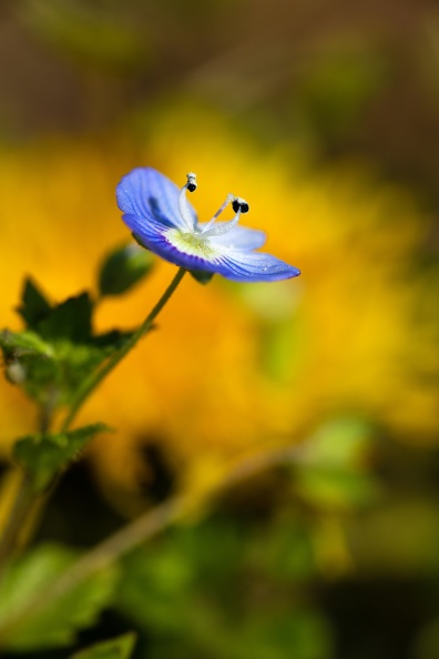 Der gelbe Löwenzahn bildet einen schönen Farbkontrast zur blauen Blüte des Gamander Ehrenpreises gamander_ehrenpreis_0861.jpg