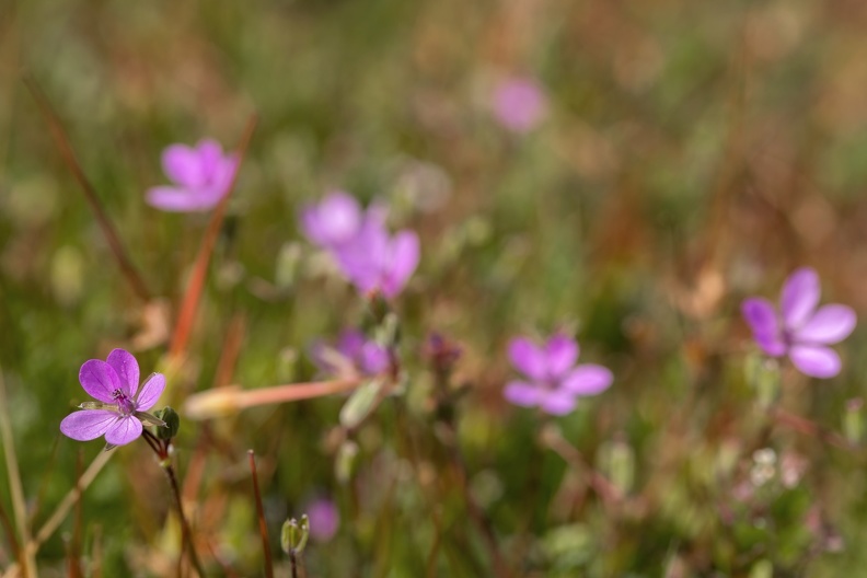 geranium_spec_1350.jpg