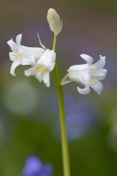 Das atlantische Hasenglöckchen hat normalerweise blaue Blütenblätter,diese Pflanze ist ein Hybrid mit weißen Blüten,die oft in der Natur zu finden sind hasengloeckchen_weiss_0797.jpg