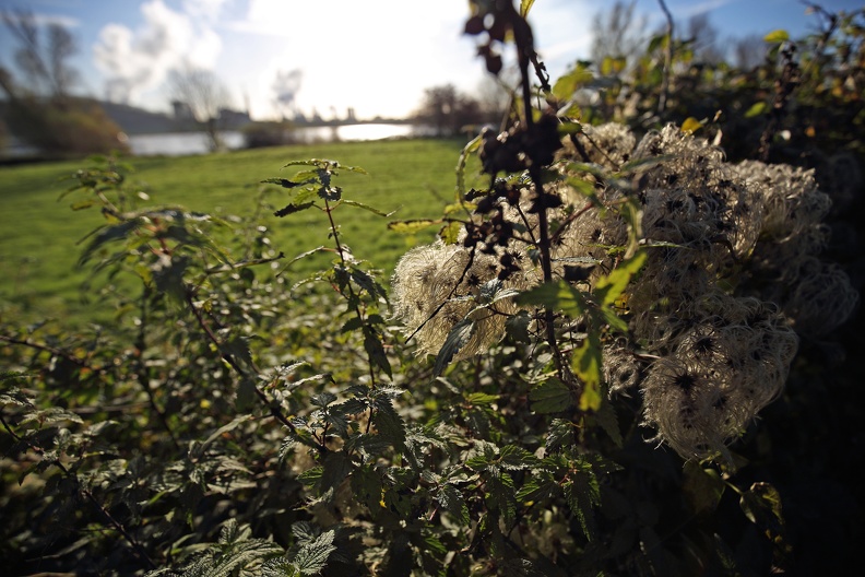 Hecke im Gegenlicht