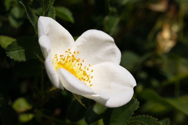 Hundsrosen blühen nur wenige Tage,sie haben lange gelbe Staubblätter,die Früchte der Hundsrose sind als Hagebutte bekannt hundsrose_1373.jpg