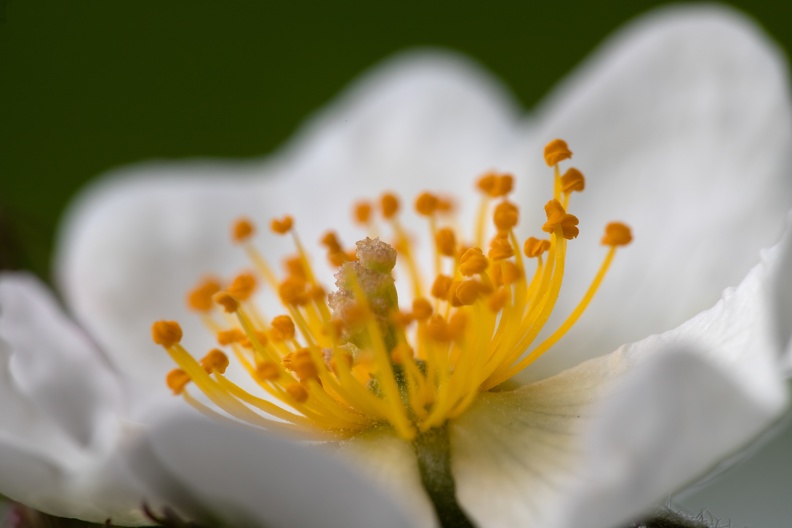 Hundsrosenblüte mit gelben Pollenkörner,die auf der Narbe sitzen.Dieses Makrofoto von Staubblättern mit Pollenkörnern wurde mit Makroobjektiv und vorgesetzter Nahlinse aufgenommen hundsrosenbluete_1512.jpg