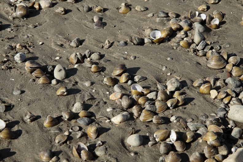 k__rbchenmuscheln_2144.JPG