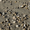 k__rbchenmuscheln_2144.JPG