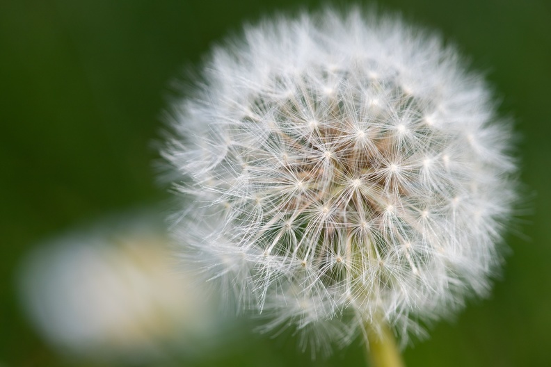 Der Fruchtstand des Löwenzahns wird auch als Pusteblume bezeichnet loewenzahn_0838.jpg