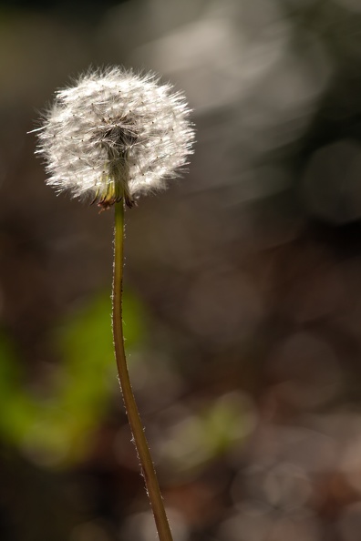 Pusteblume im Gegenlicht loewenzahn_gegenlicht_1077.jpg