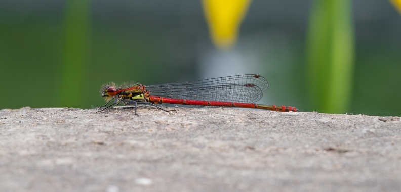Die Frühe Adonislibelle ist eine Kleinlibellenart, deren deutscher Name auf ihr zeitiges Erscheinen sowie ihre rot-schwarze Färbung zurückgeht, die der von rotblühenden Adonisröschen ähnelt. Neben der Scharlachlibelle ist die Frühe Adonislibelle die einzige rotgefärbte Kleinlibellenart in Mitteleuropa,diese sitzt am Rundklärbecken des ehemaligen Hüttenwerks im Landschaftspark Nord maennchen_adonislibelle_1338.jpg