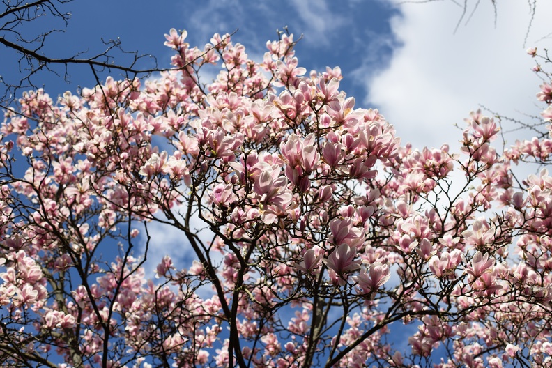Die Tulpenmagnolie ist ein Hybrid aus der Yulan- und der Purpur-Magnolie und ist die in Mitteleuropa am häufigsten gepflanzte Magnolie magnolie_0501.jpg