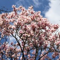 Tulpenmagnolie